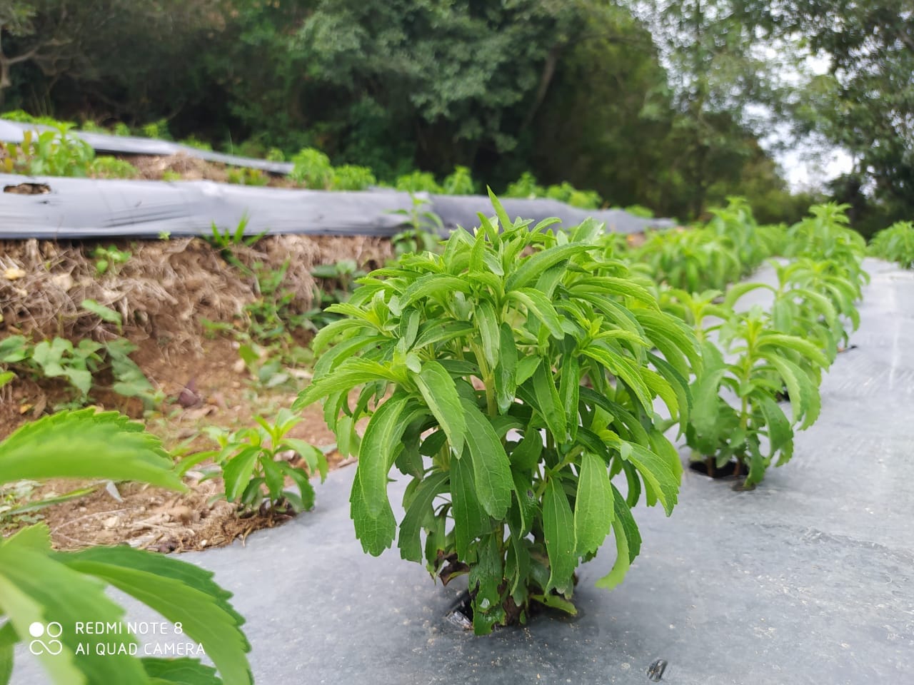 Cultivo de stevia PROSELBA